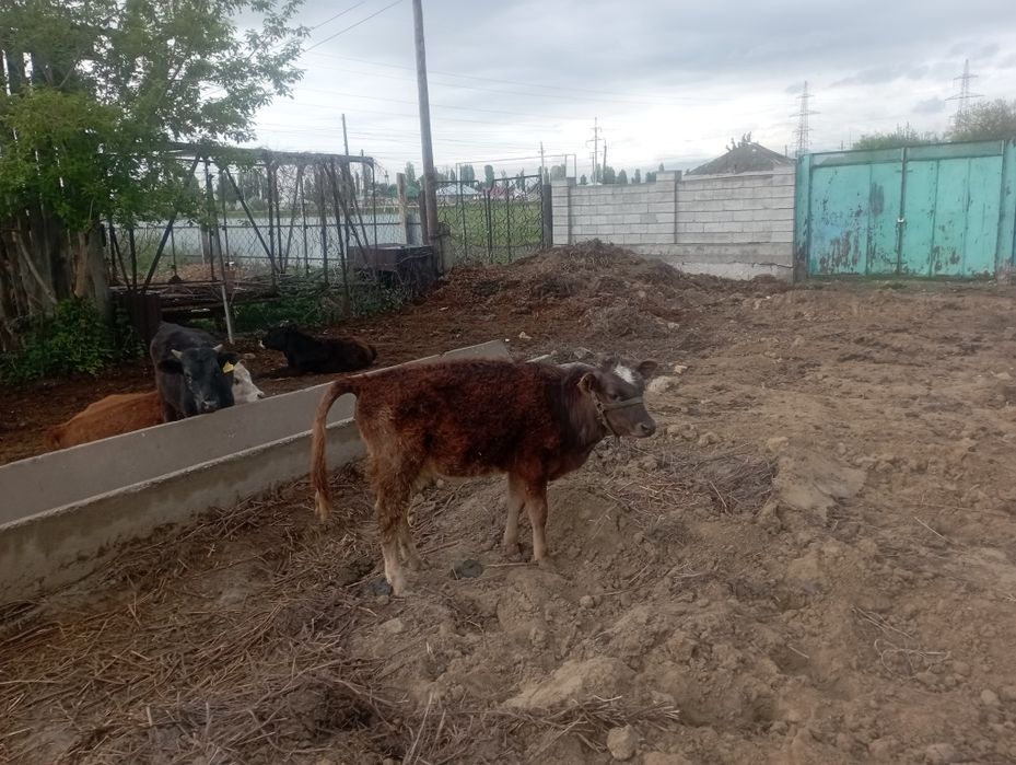 прадамтелку парода