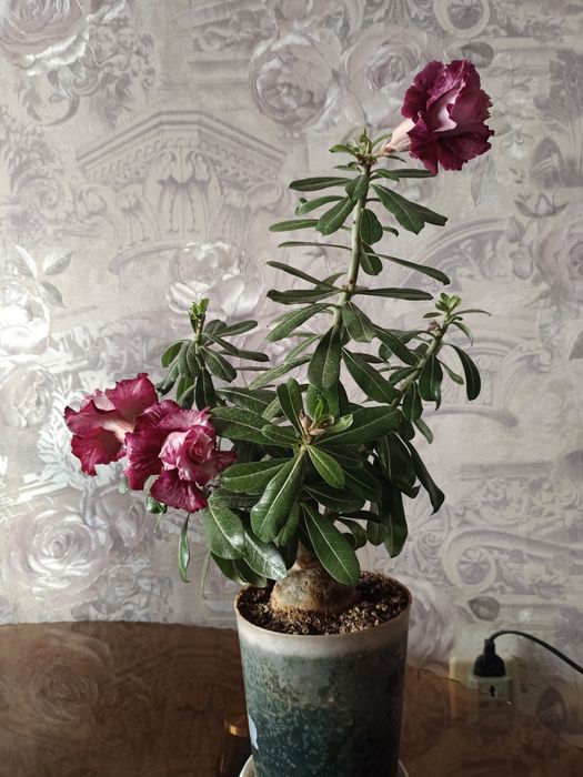 Комнатные цветы, адениум