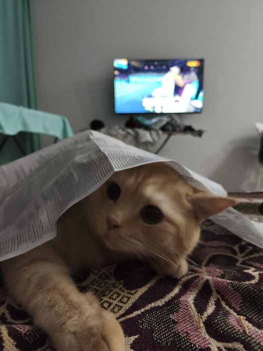 Короткошорстный британец