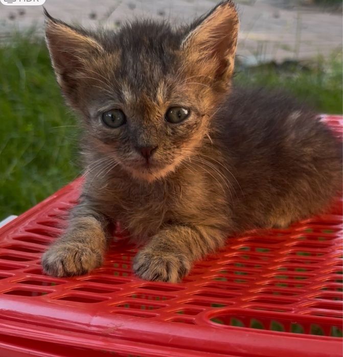 Отдам трех котят