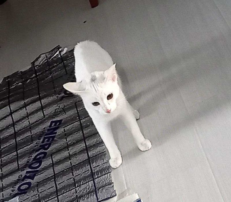 Mushuk tekinga beraman