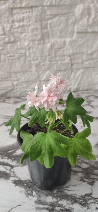 Пеларгония стеллар