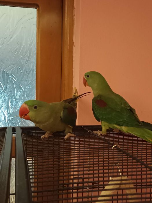 Caută altă casă!!