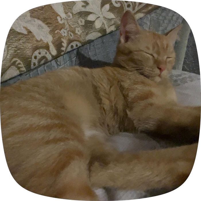 Отдам кота в добрые руки