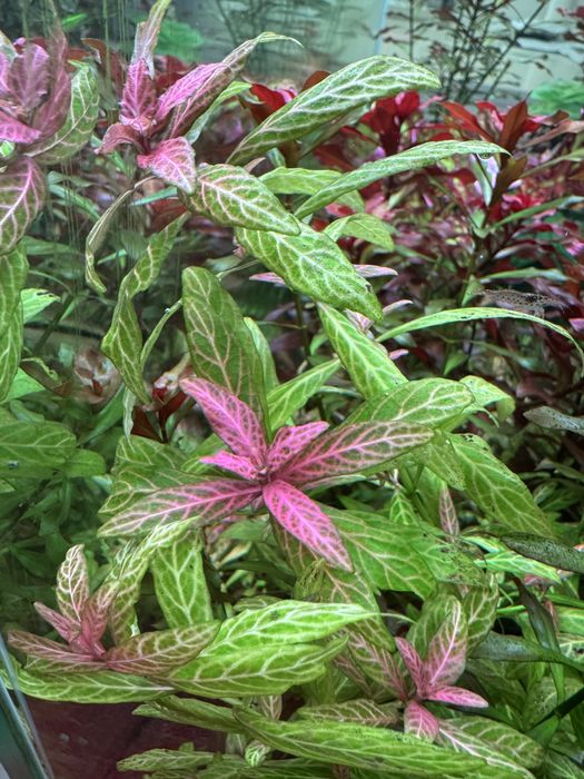 Аквариумное растение Гигрофила узорчатая