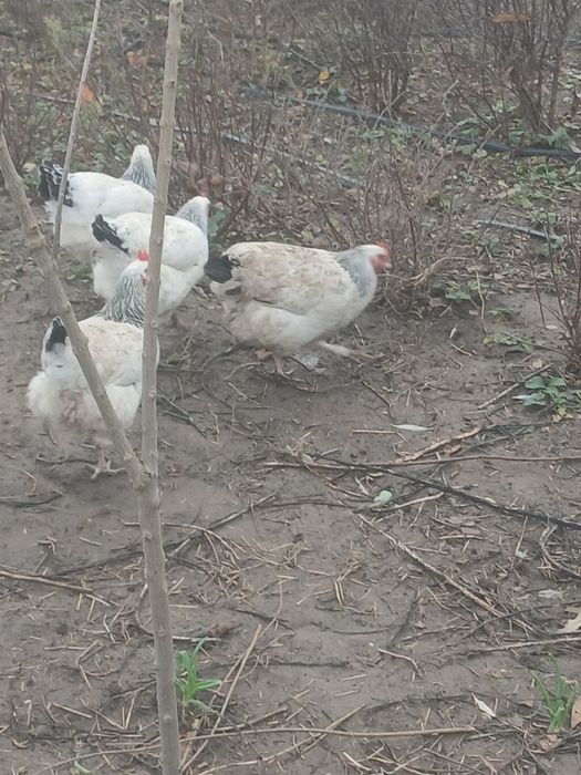 Ouă  susex de  vânzare  6 lei