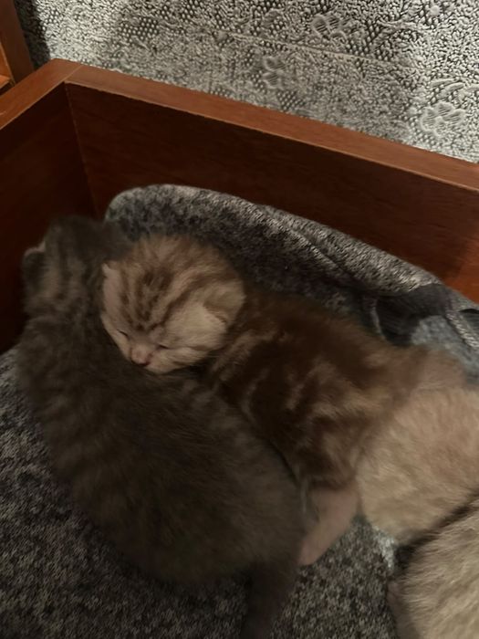Продам котят шотланцев вислоухие