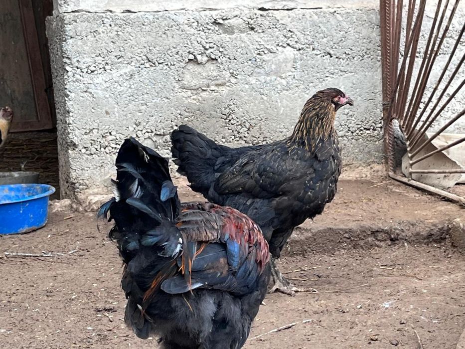 Продается цыпленки