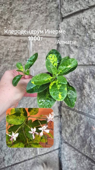 Комнатные растения