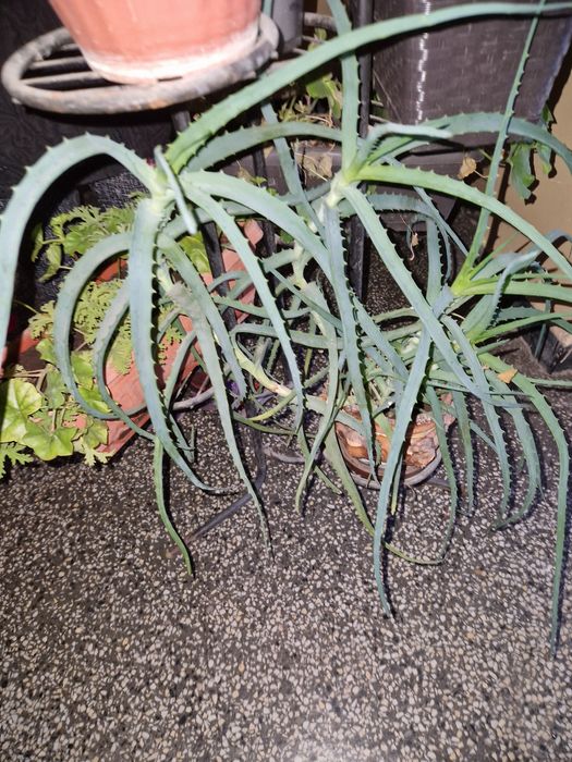 Алое вера с няколко стебла