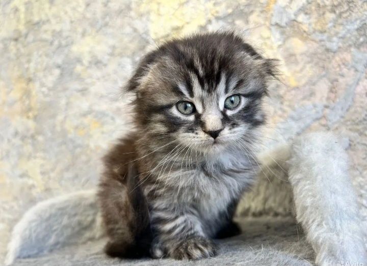 Скоттиш фолд вислоухий