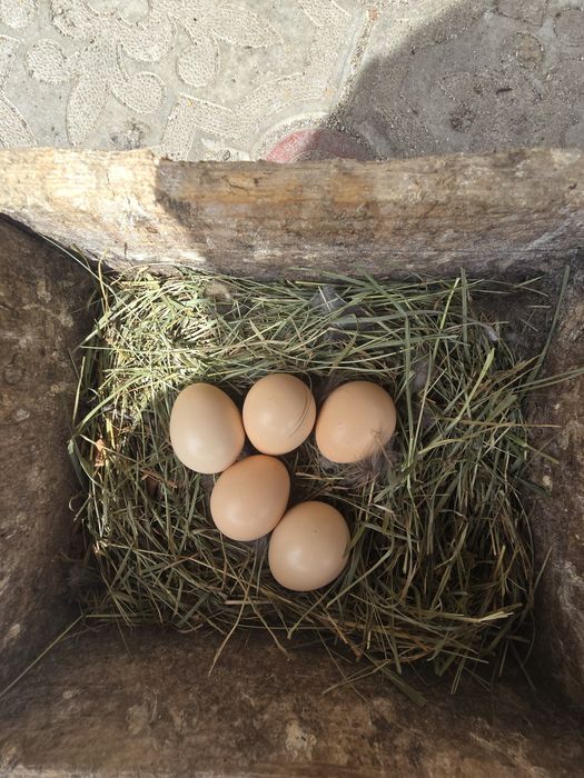 Vand fazani de anul trecut ! Si oua de fazan 10 lei bucata !