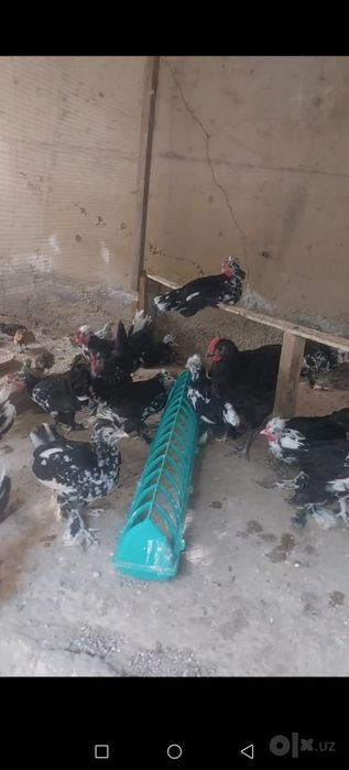 Япон тройка жожалар 4 ойлик дамашний