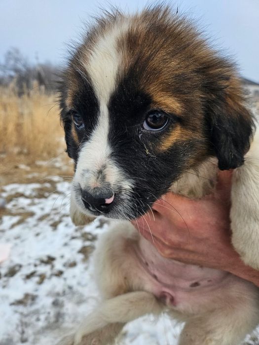 Щенок собаки ищет дом