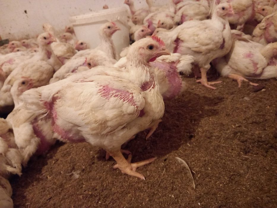 Бройлера! Бройлерные цыплята! КоББ 500, 3х недельный