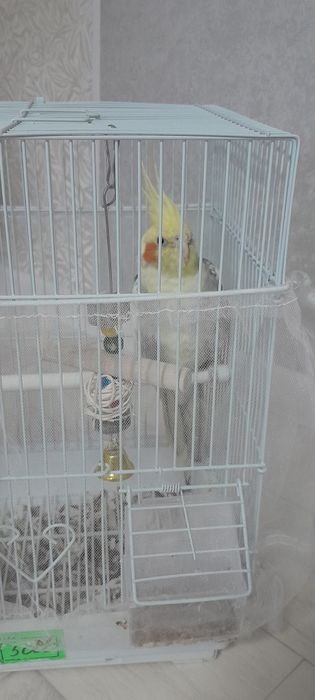 Попугай корелла мальчик