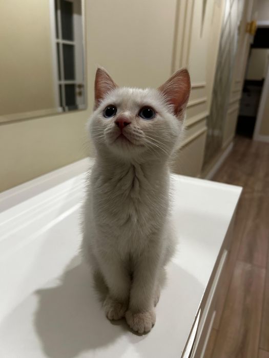 отдаем котенка Моти в добрые руки