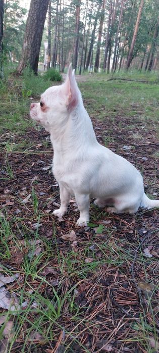 Продаётся собачушка!