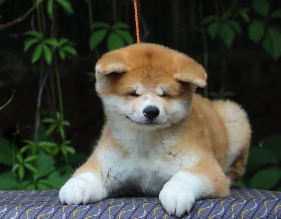 Щенки Акита