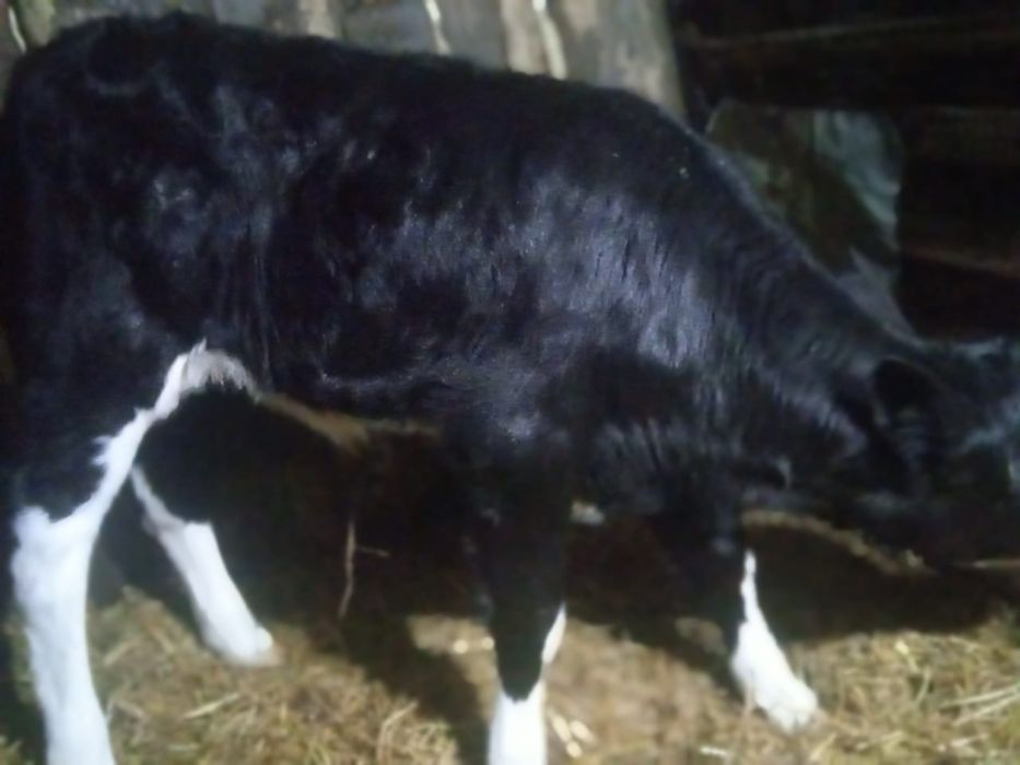 Продам тёлочку 1 месяц