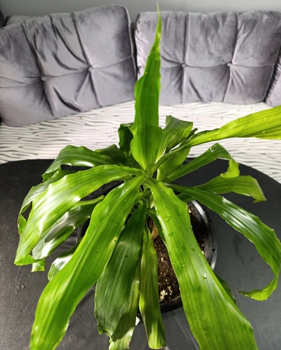 Драцена душистая.