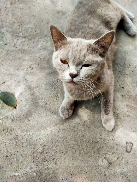 Британский скотиш прямоухий. Леона. Из Турции.