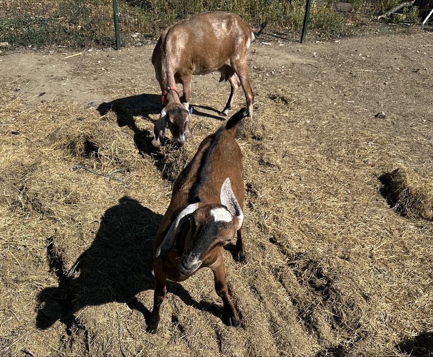 Capră + Țap Anglo-Nubiene – Mamă și fiu