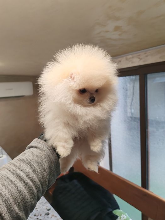 Померан мини женски.