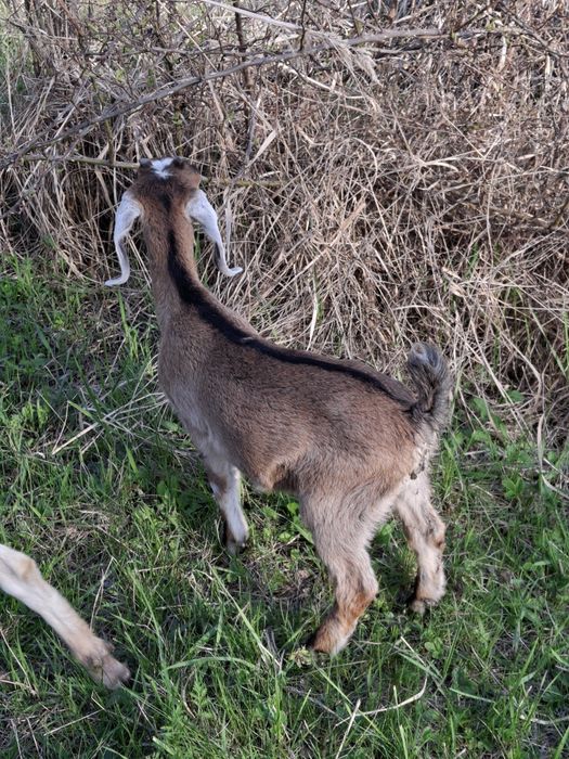 Vând iezi și iedițe metis anglonubian