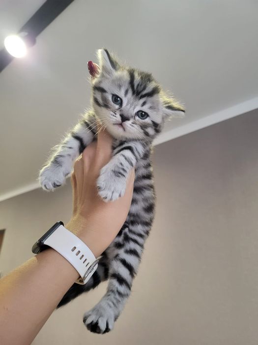 Британские Котята.