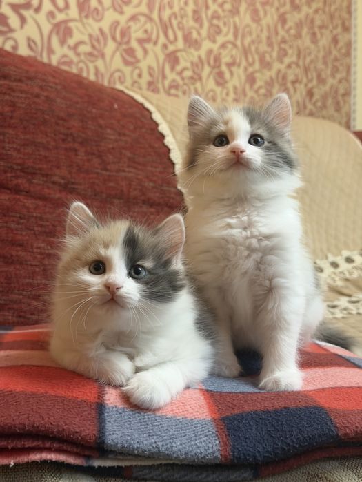 Сибирские котята
