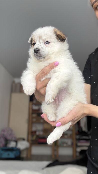 Щенок мальчик в добрые руки