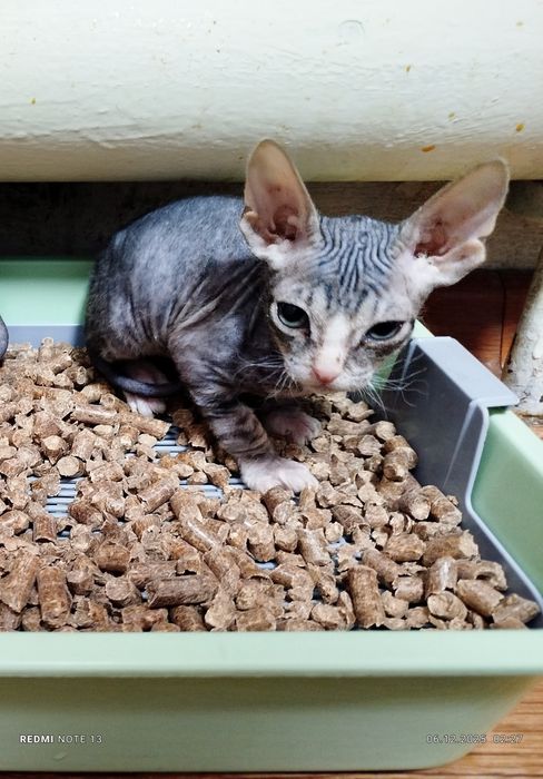 Продам канадского сфинкса