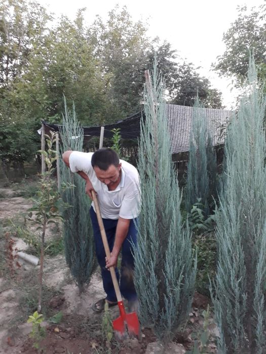 Можжевельник Блю Эрроу