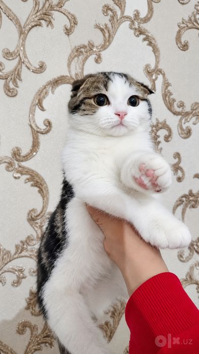 Продается кошка   , писать в тг *