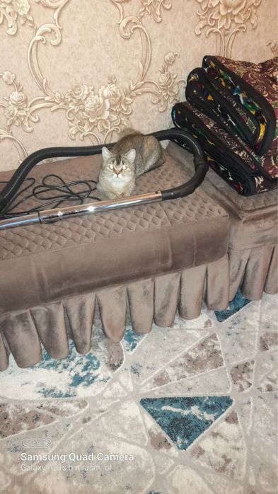 Уй мушуги хадияга