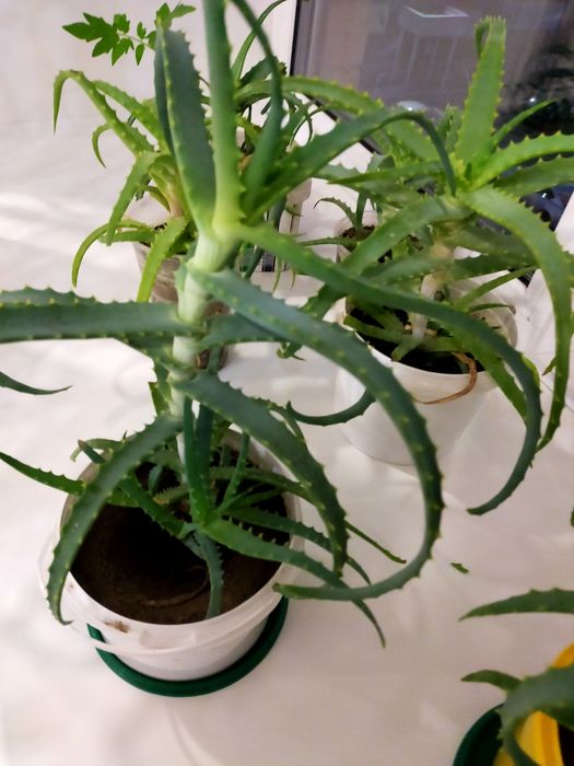 Алоэ лечебное, 3 года