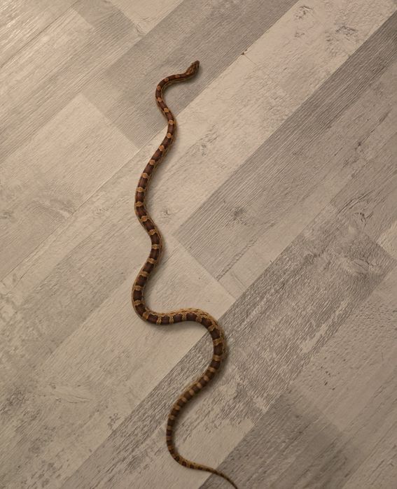 Vand Cornsnake  cu terariu