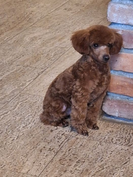 Pudel/Poodle/caniche pitic