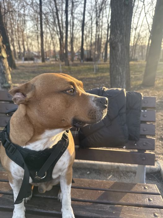 Ищем сучку для вязки