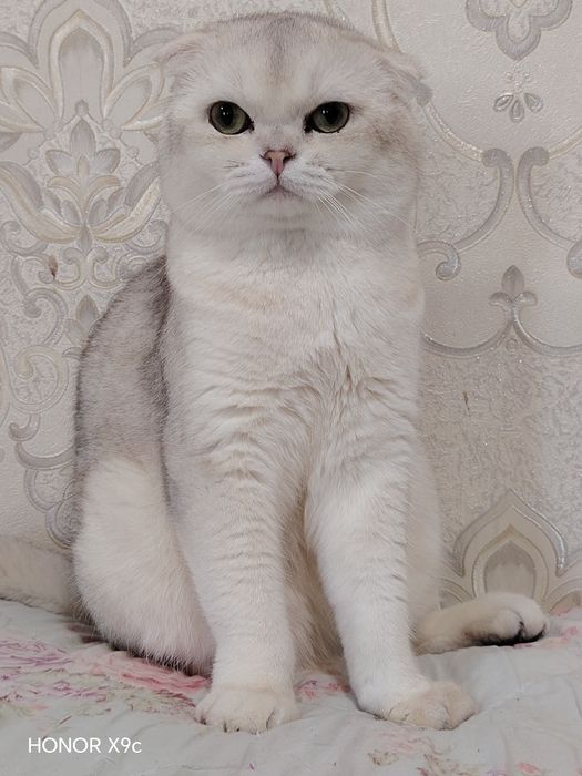 folt Biritanski shinshilla