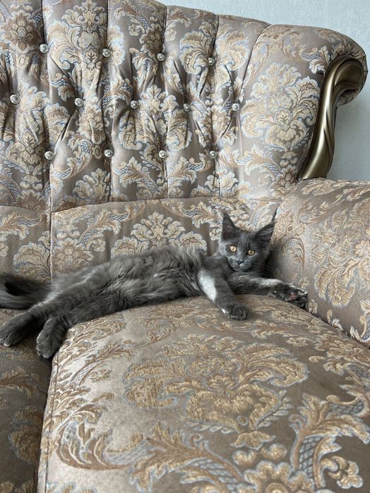 Котёнок мейн Кун девочка три месяца