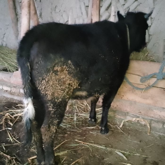 Sotiladi ğunojin yosh