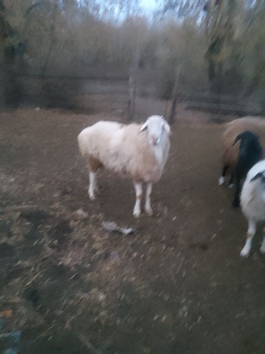 Баран  кошкар большой