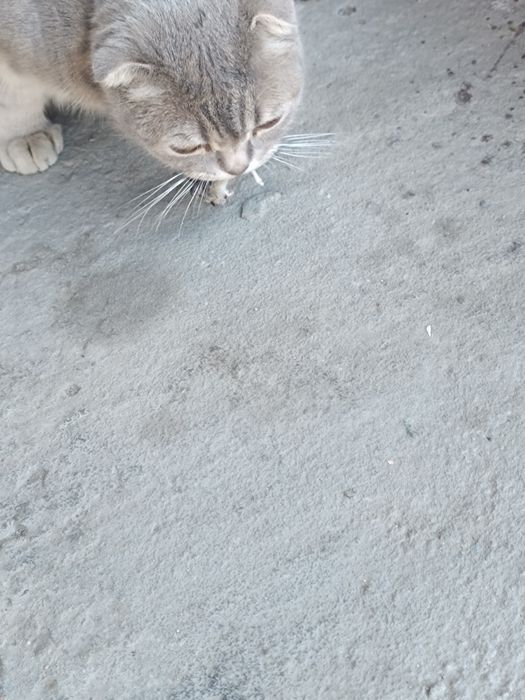 Отдам вислоухою кошку