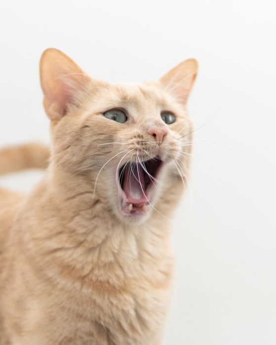 Кроткият Сид търси дом, кастриран