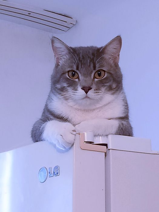 Продам Кота, 2 года