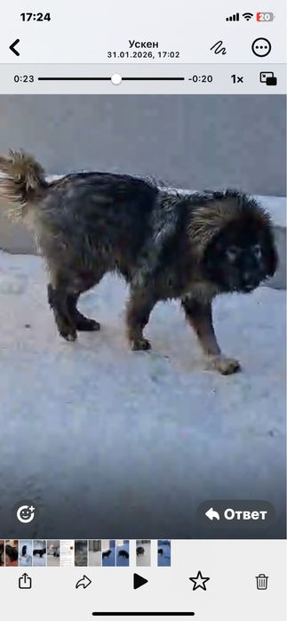 Продам кавказскую овчарку