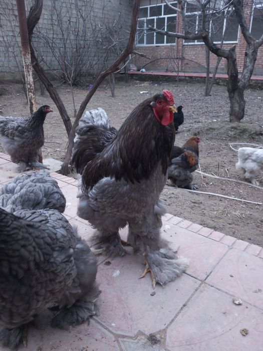 Brama zottor tovuqlar