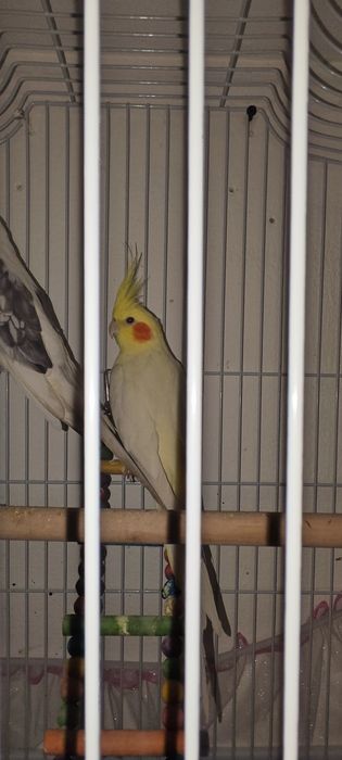 Продам кореллу мальчика